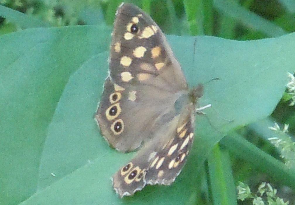 Lycaenidae e Pararge aegeria